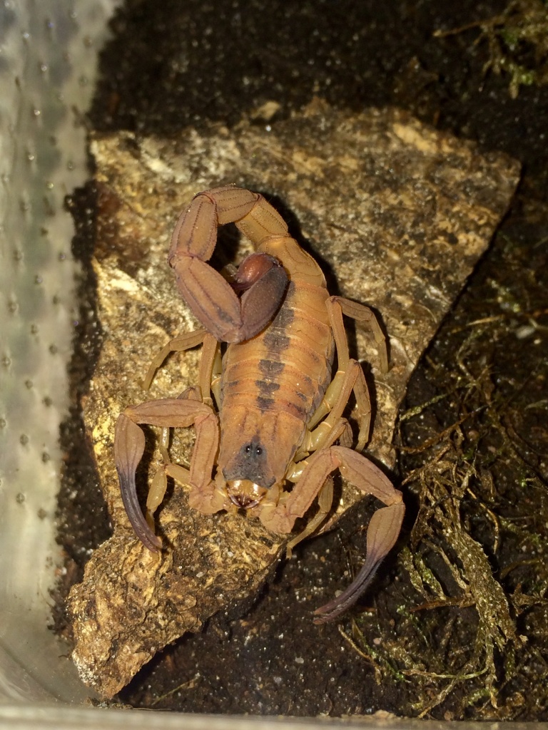 Tityus stigmurus 0.1 adult - Skorpion - Edemissen