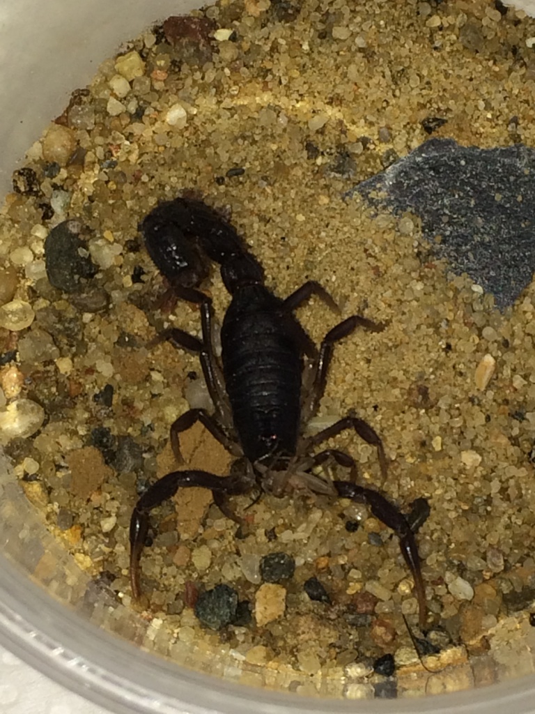 0.0.5 Parabuthus transvaalicus - Skorpion - Edemissen