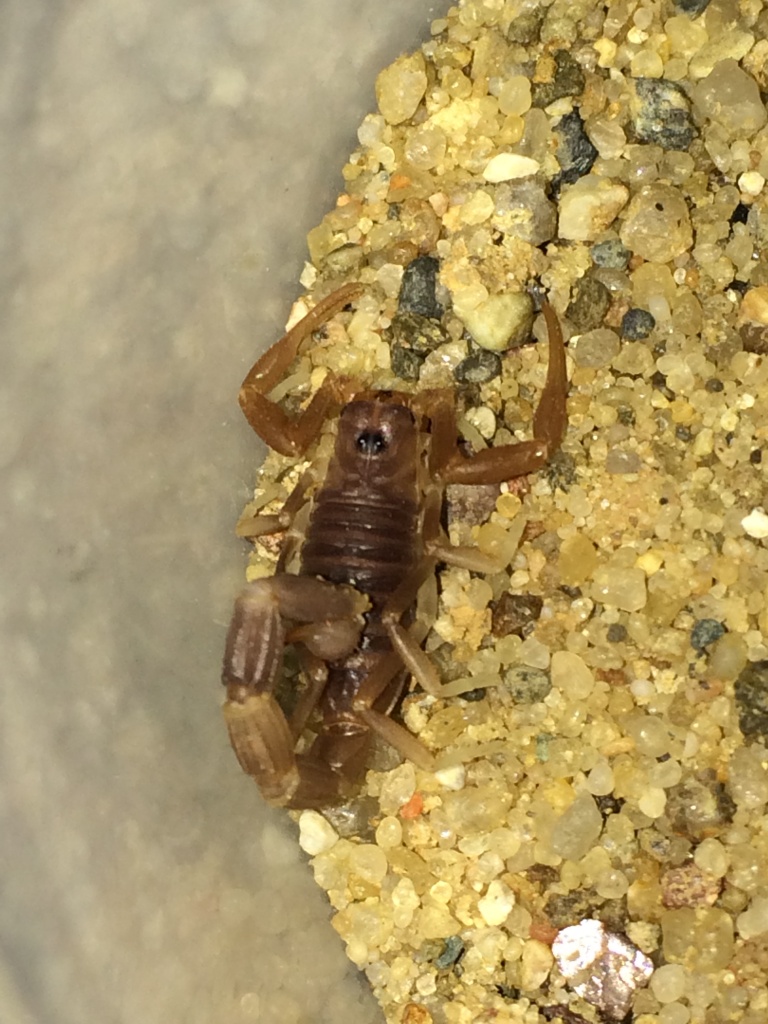 0.0.1 Parabuthus liosoma - Skorpion - Edemissen