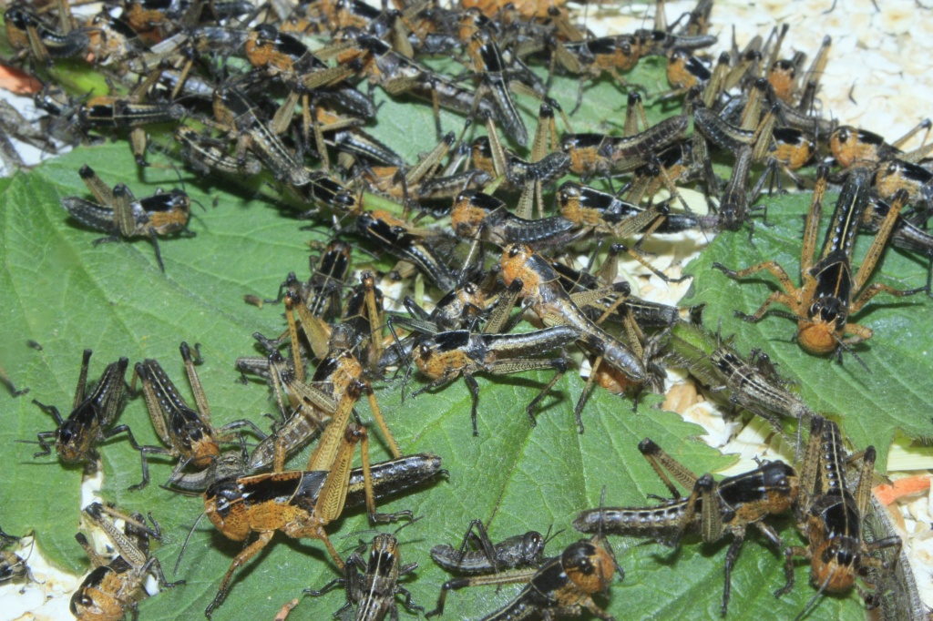 Wanderheuschrecken mittel / subadult günstig! TOP FUTTERTIERE! - Heuschrecken - Ellwangen Jagst