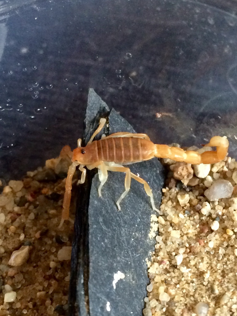 1.0 Parabuthus capensis Instar 4 - Skorpion - Edemissen