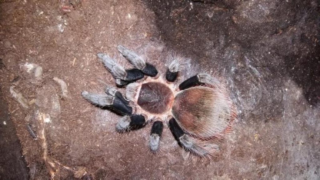 Vogelspinne, Weibchen, Brachypelma vagans, von 2021 - Spinnen - Bergisch Gladbach