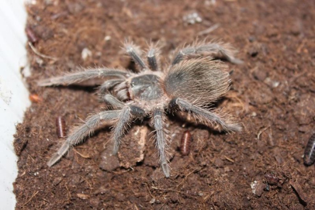 Vogelspinne Lasiodora parahybana, Körperlänge 3 bis 3,5 cm - Spinnen - Bergisch Gladbach