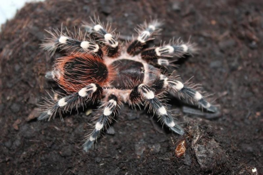 Vogelspinne Acanthoscurria geniculata , Körperlänge 3cm - Spinnen - Bergisch Gladbach