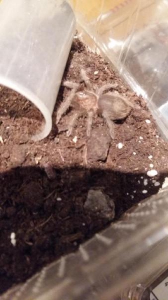 Vogelspinne Brachypelma albopilosum, Körperlänge 1,5 cm - Spinnen - Bergisch Gladbach