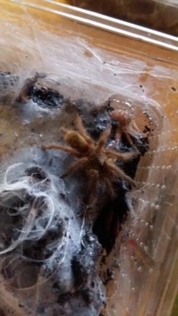Vogelspinne Chilobrachy huahini, Körperlänge 2 cm - Spinnen - Bergisch Gladbach