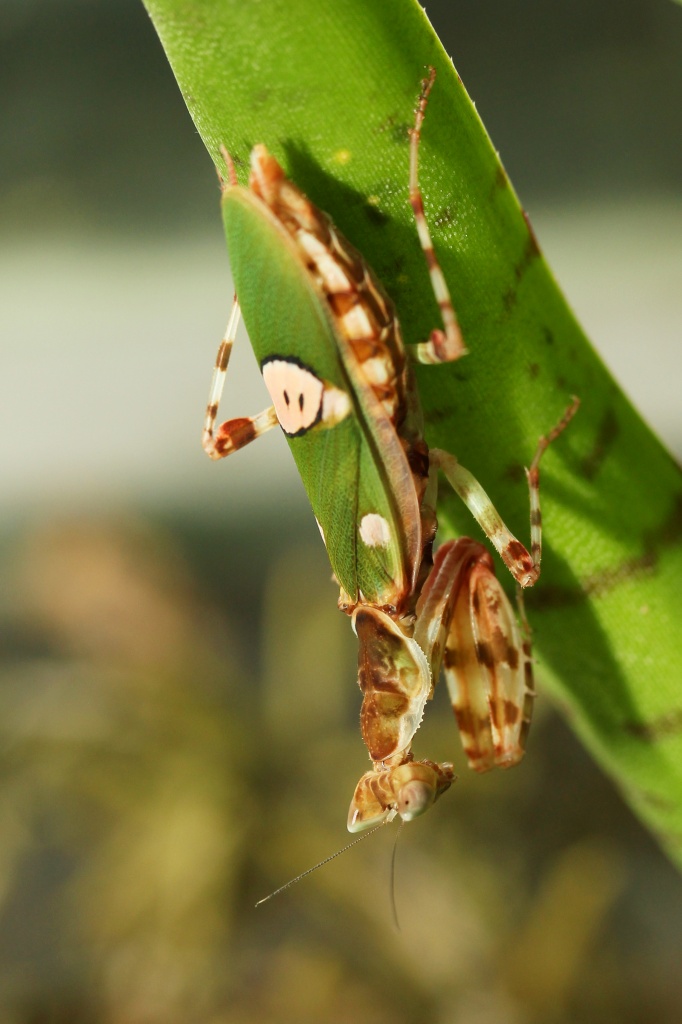 Biete Blütenmantis - Creobroter urbanus - Gottesanbeterinnen - Eibelstadt