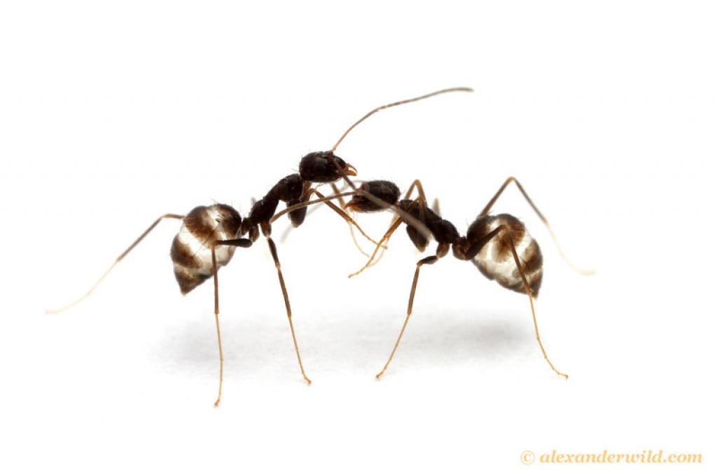 Paratrechina Longicornis - Ameisen - Zeven