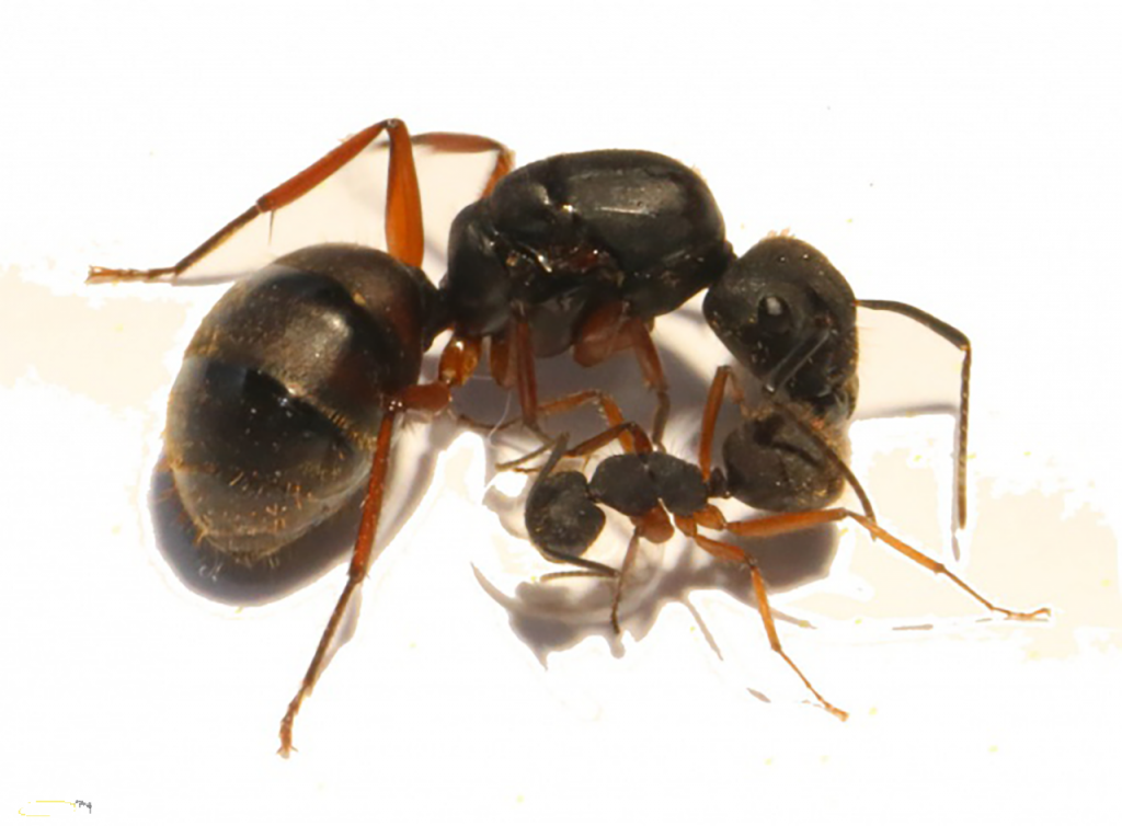 Camponotus Brasiliensis - Ameisen - Zeven
