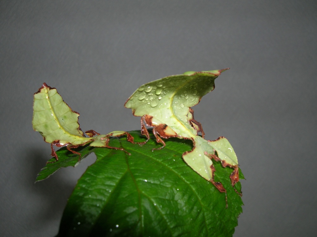 Großes Wandelndes Blatt (Phyllium Giganteum) - Gottesanbeterinnen - Wuppertal