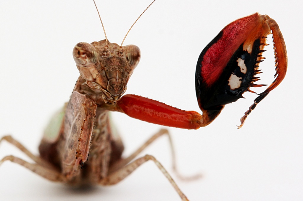 Gottesanbeterinnen Boxermantis Blütenmantis Paare Larven - Gottesanbeterinnen - Bayreuth
