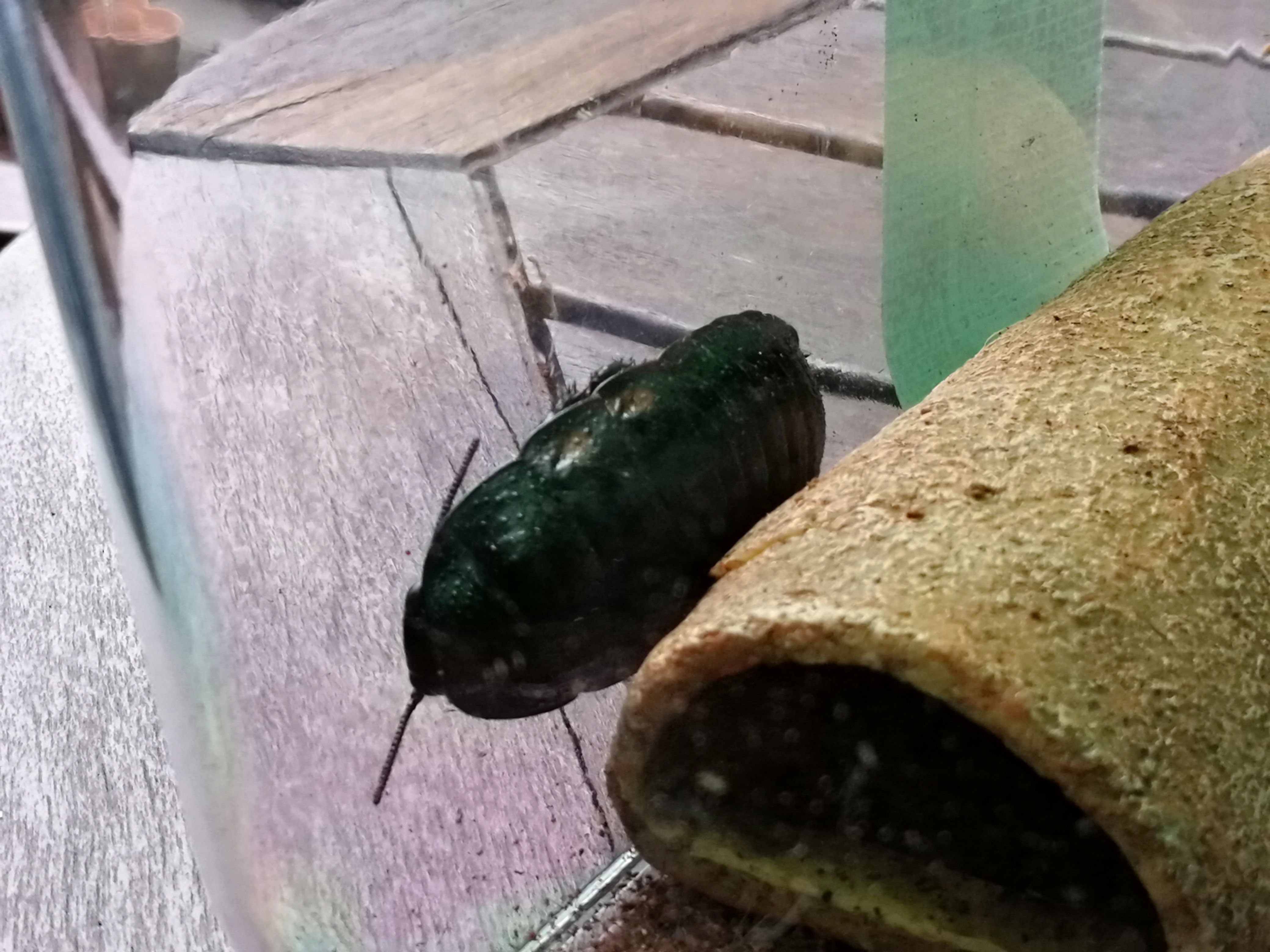 Madagaskar Fauchschaben - Kaefer - Norderstedt