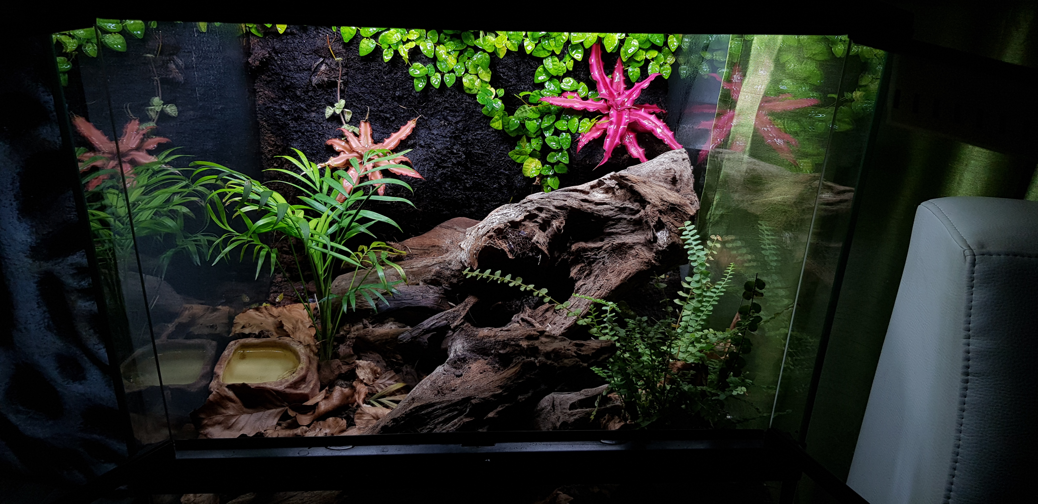 Terrarium von Exo Terra mit einer 0.1 Brachypelma smithi / hamorii - Spinnen - Sankt Michaelisdonn