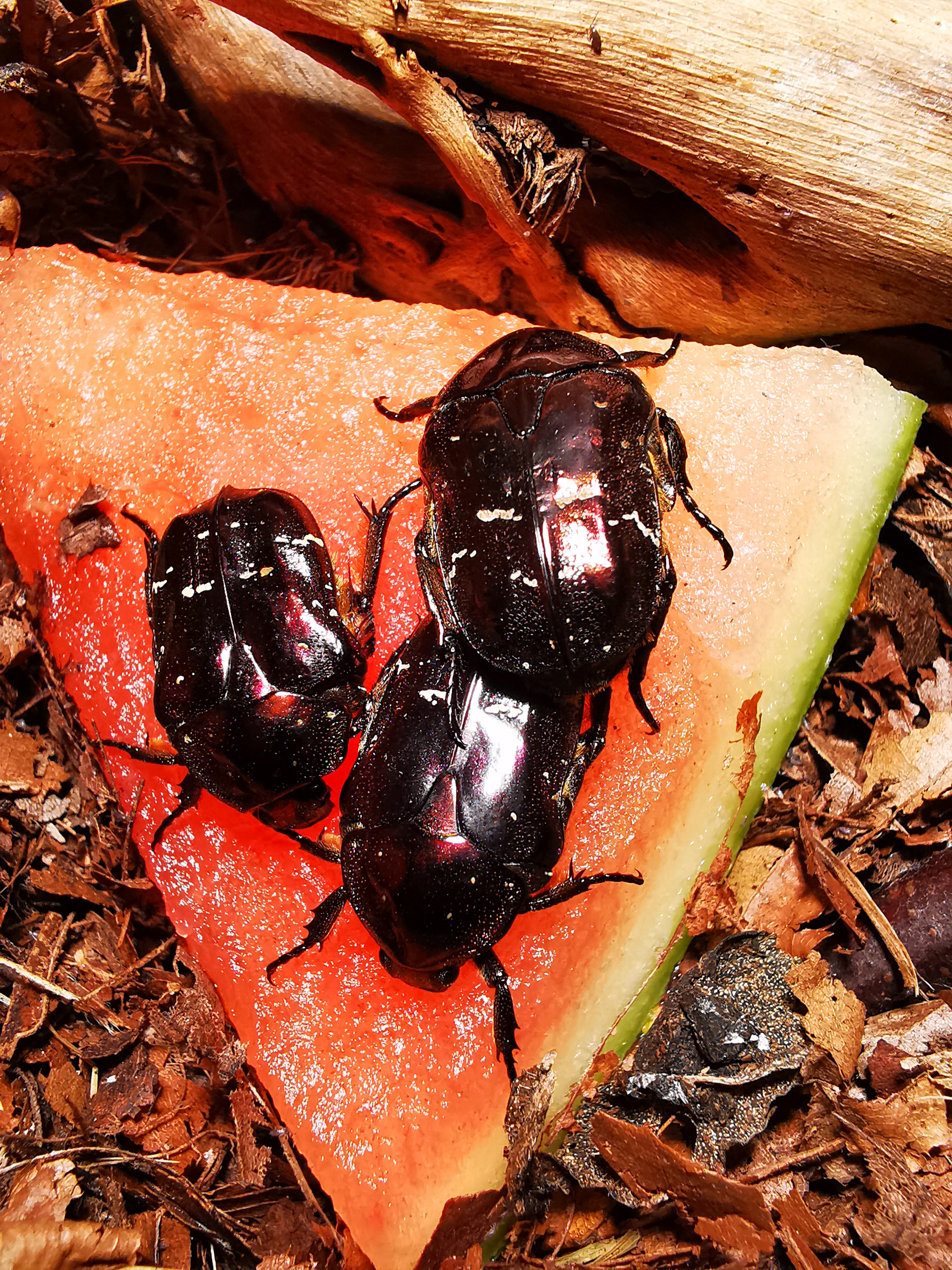 Käfer Rosenkäfer Protaetia formosana L3 Larven - Kaefer - Butzbach