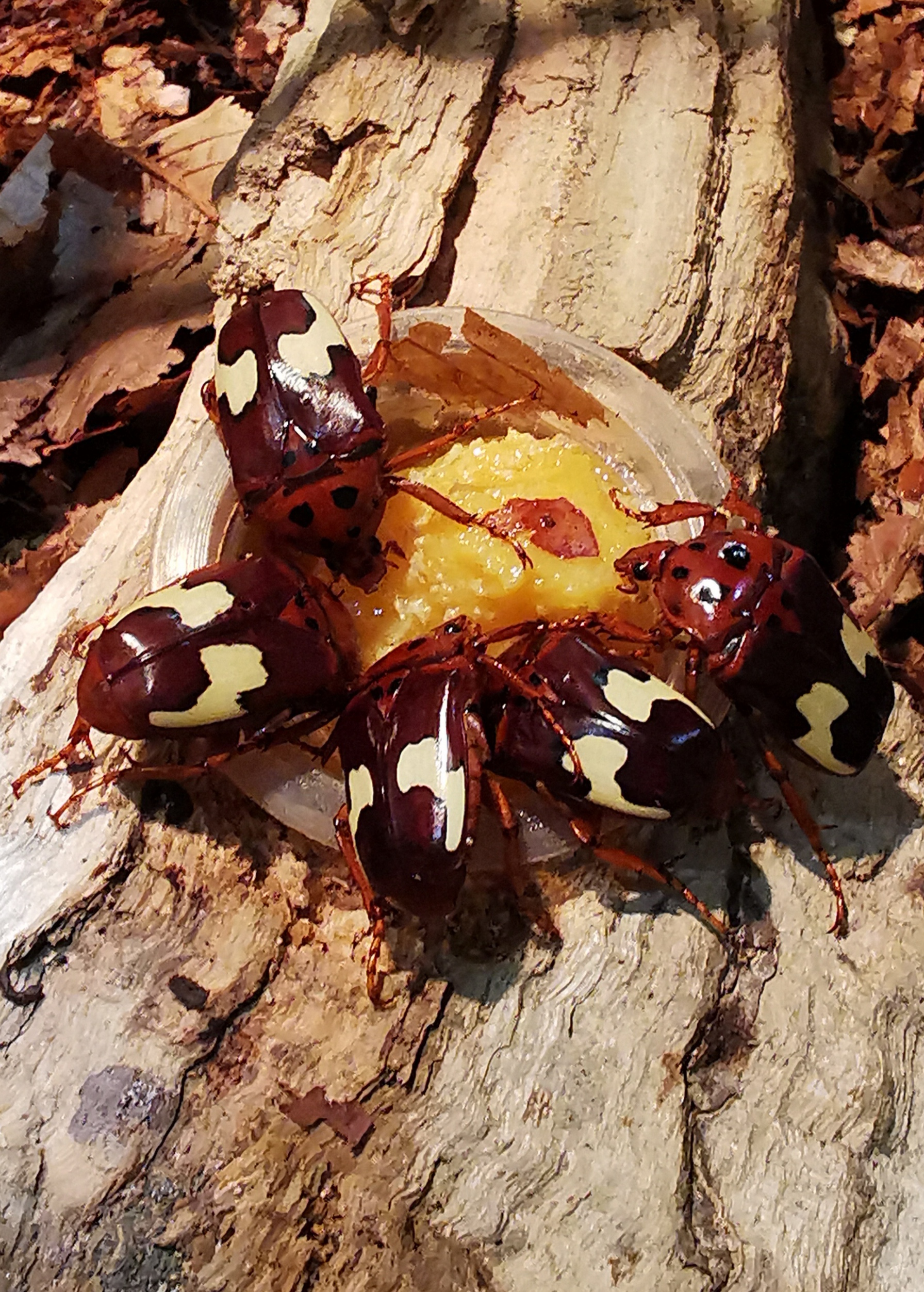 Käfer Rosenkäfer Anisorrhina flavomaculata L3 Larven - Kaefer - Butzbach