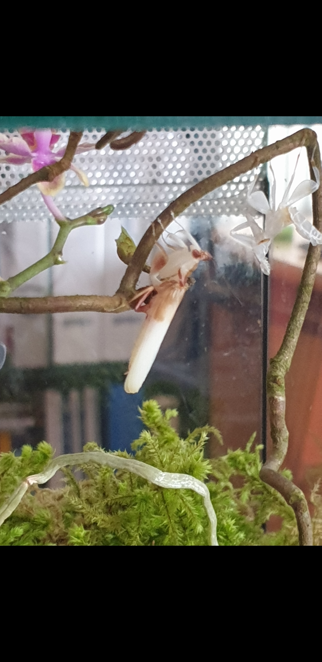 Hymenopus coronatus Männchen frisch adult Orchideenmantis - Gottesanbeterinnen - Ingolstadt