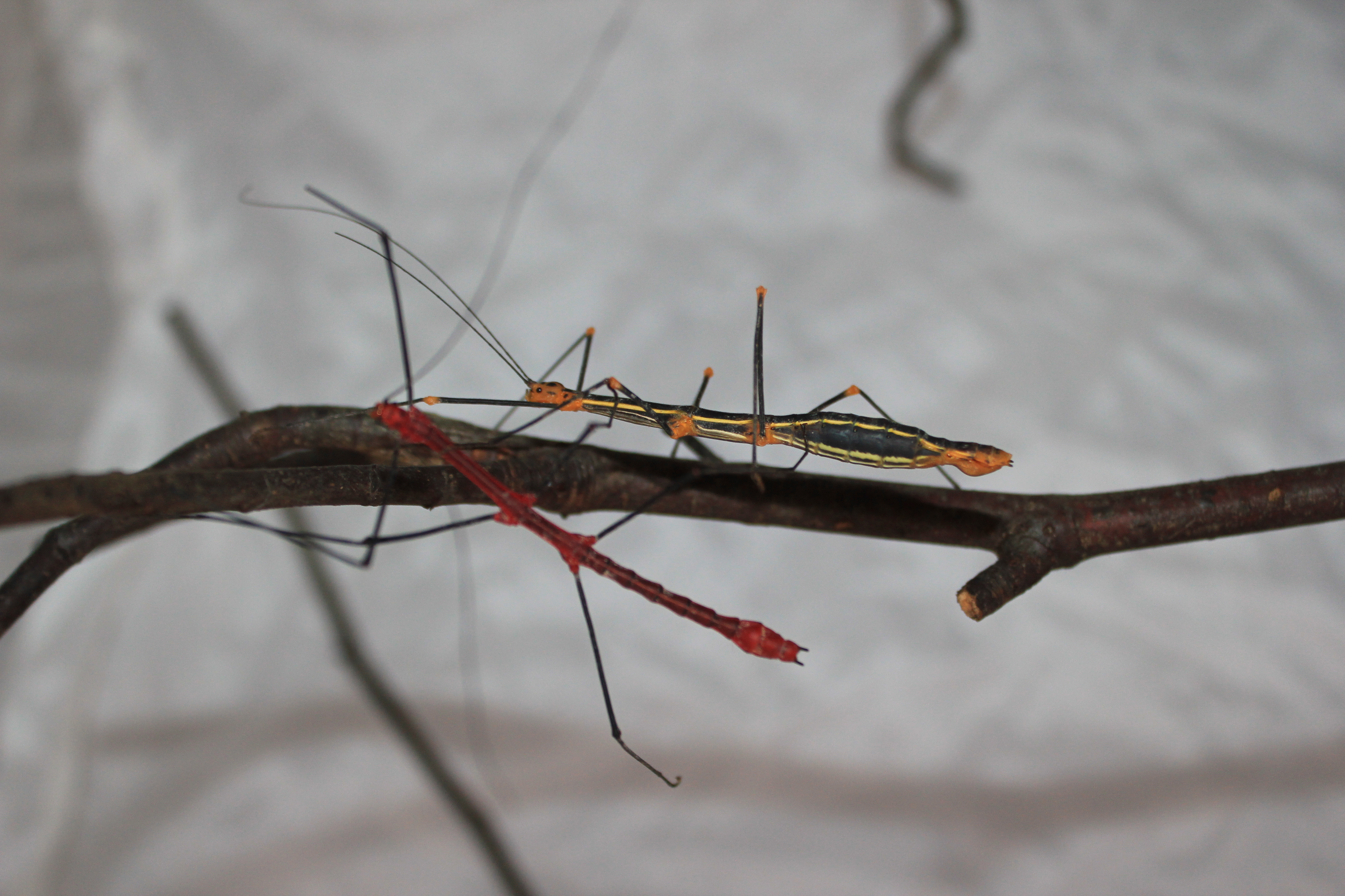 Oreophoetes peruana Farnschrecke - Heuschrecken - Altenburg