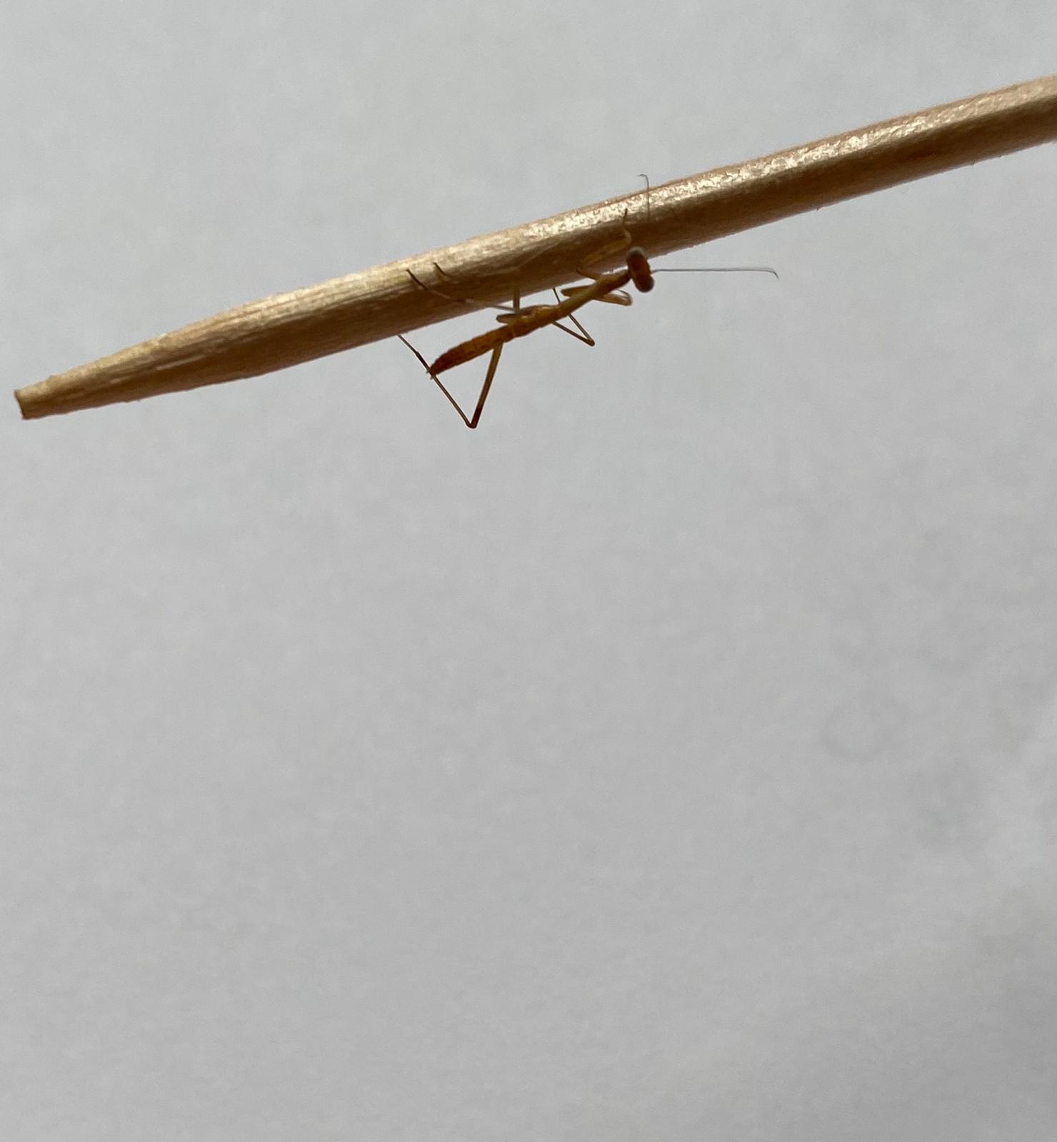 Hierodula membranacea - Gottesanbeterinnen - Rostock