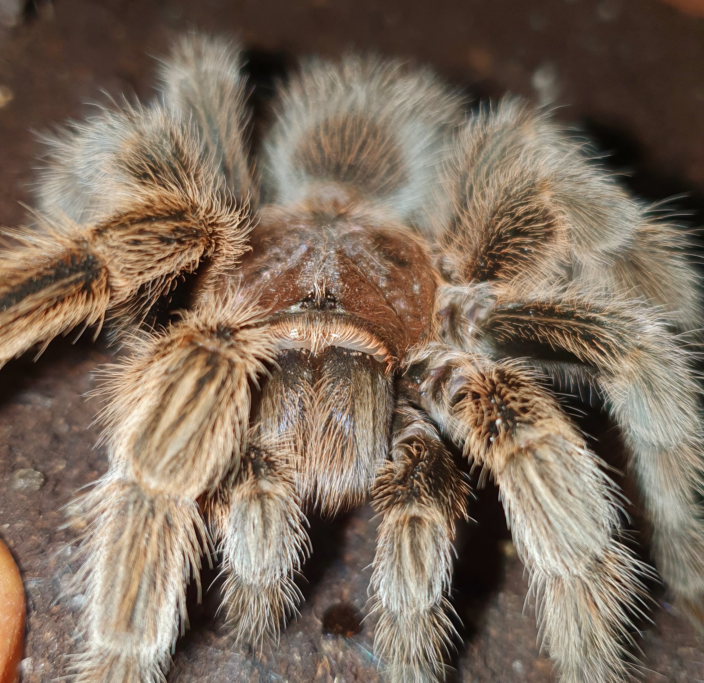 Verkaufe Vogelspinnen und Skorpione zum top Preis  Brachypelma grammostola usw. - Spinnen - Reutlingen