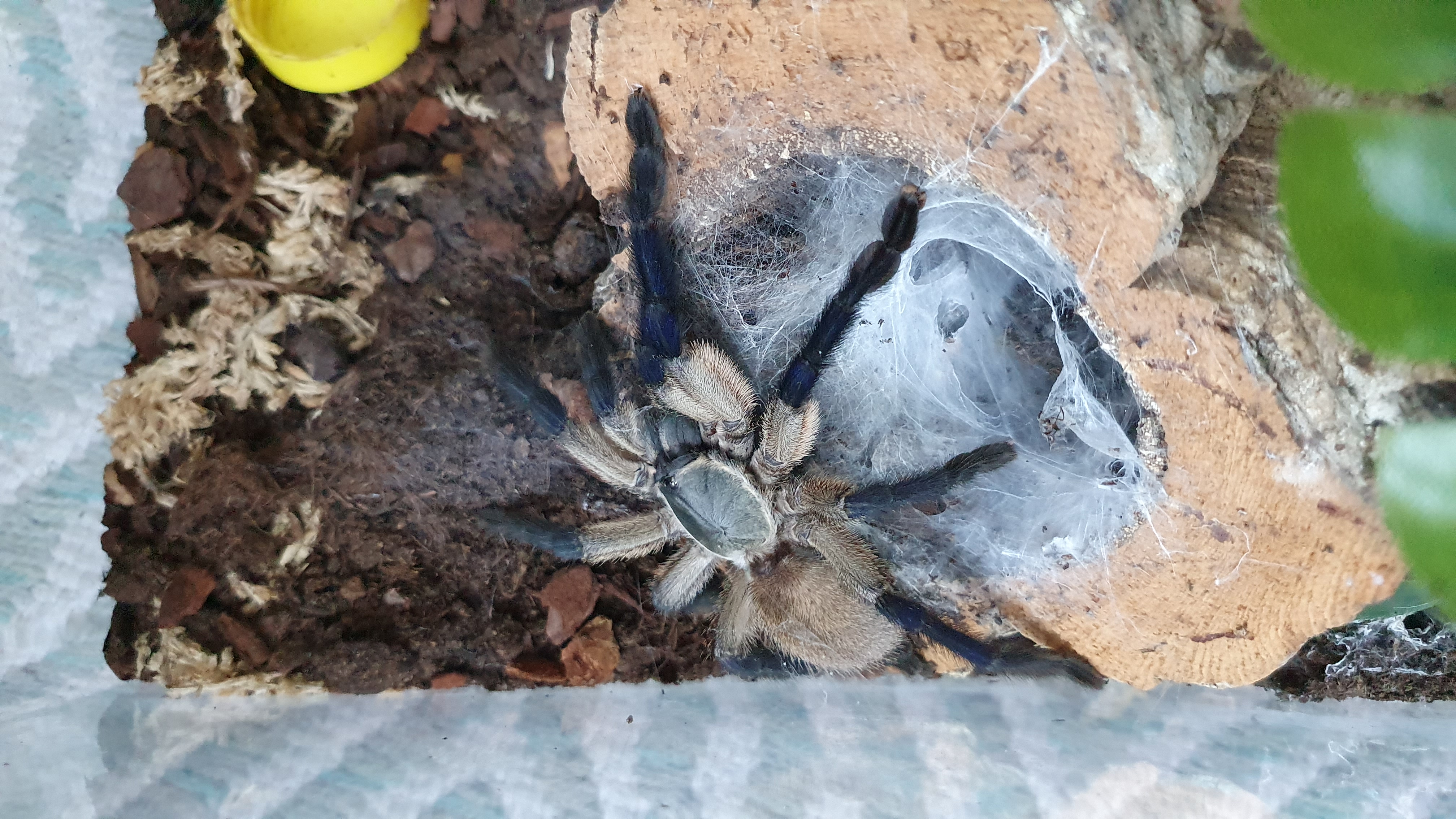 Biete je 1x 0.1 P. murinus, M. balfouri, P. sazimai - Spinnen - Walldorf