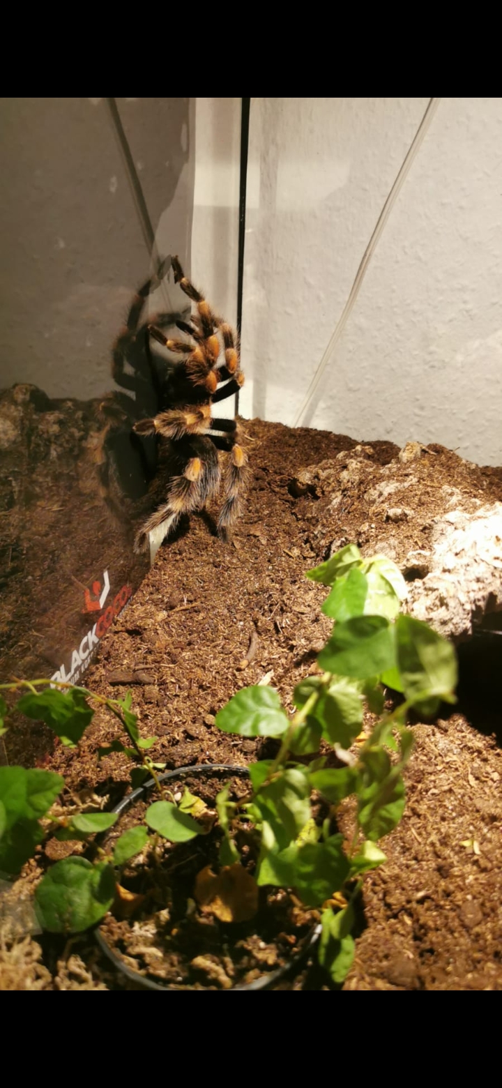 Brachypelma Hamorii Weibchen - Spinnen - Coesfeld
