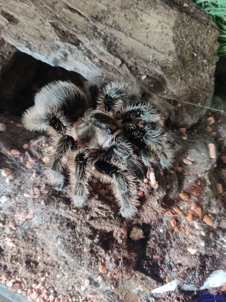 Brachypelma Albopilosum 5 Jahre adultes Weibchen vom Händler/Züchter - Spinnen - Darmstadt