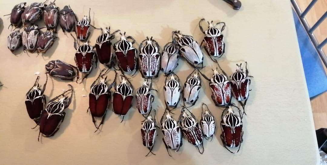 Live And Dead Beetles Available - Kaefer - Kiel