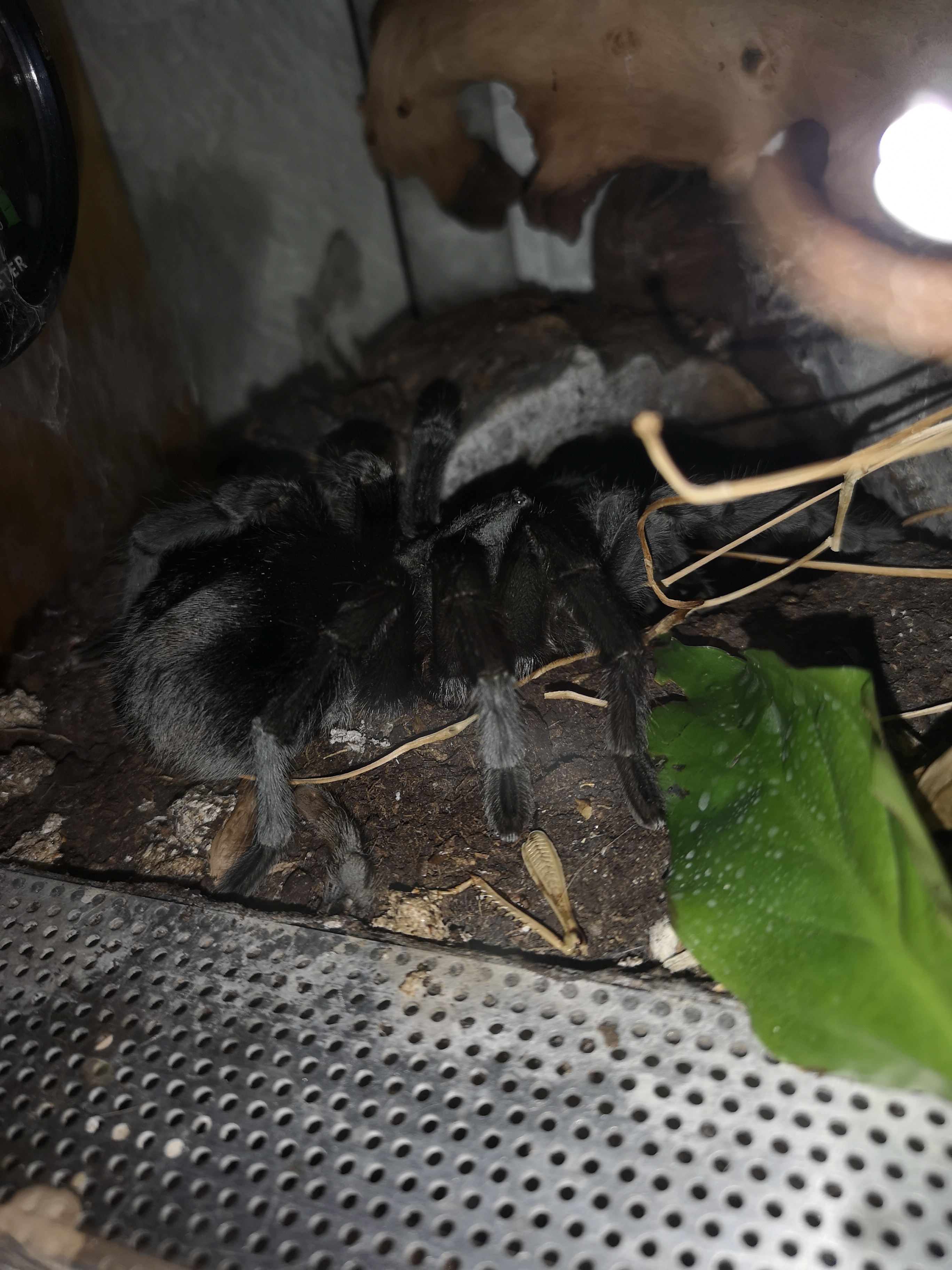 3 Vogelspinnen zu verkaufen - Spinnen - Ihrlerstein