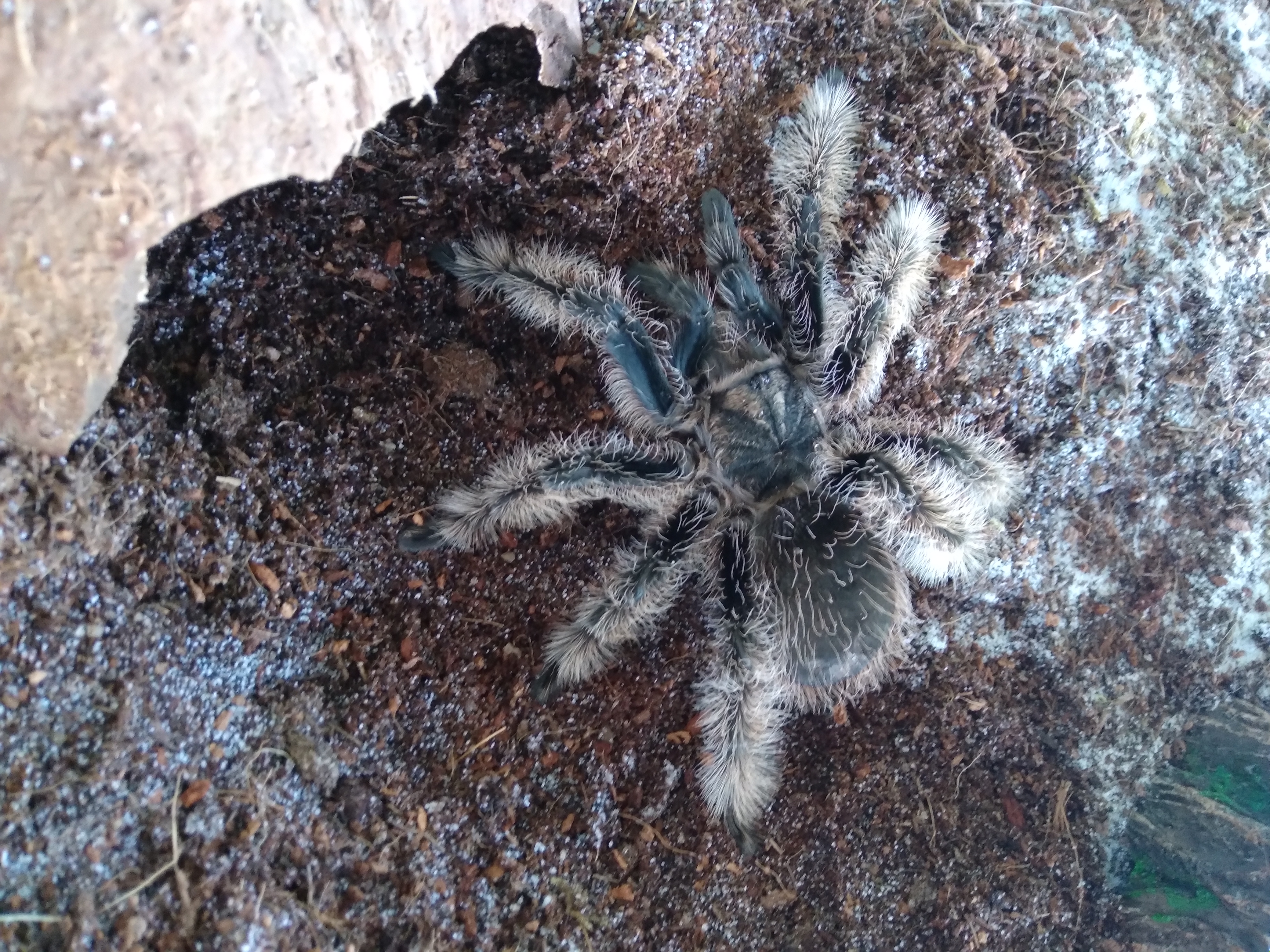 Tliltocatl albopilosum Subadult 6 - 6,5cm KL unbestimmt (Kraushaar-Vogelspinne) - Spinnen - Schotten