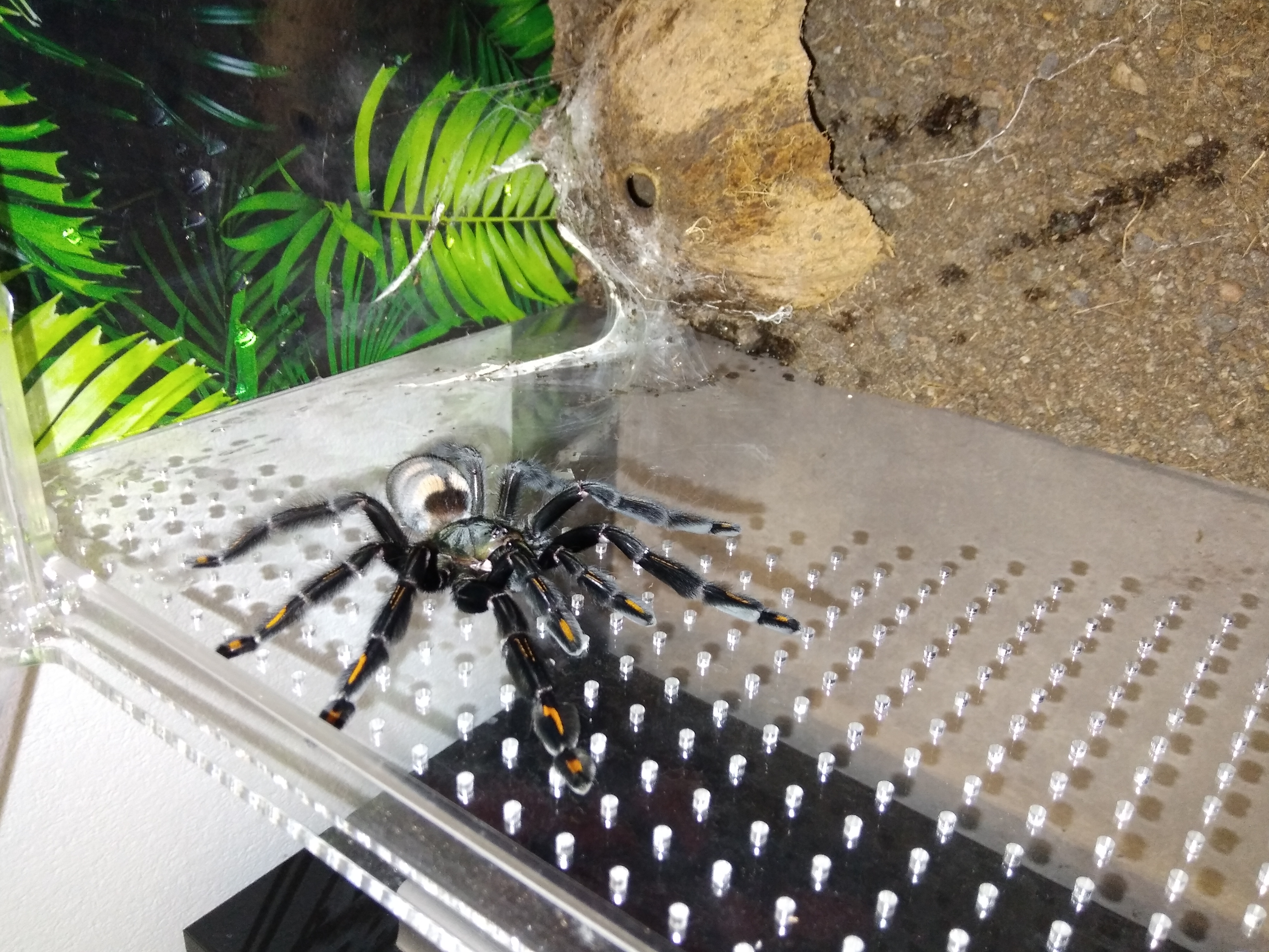 0.1 Psalmopoeus Irminia Subadult 5cm KL - Spinnen - Schotten