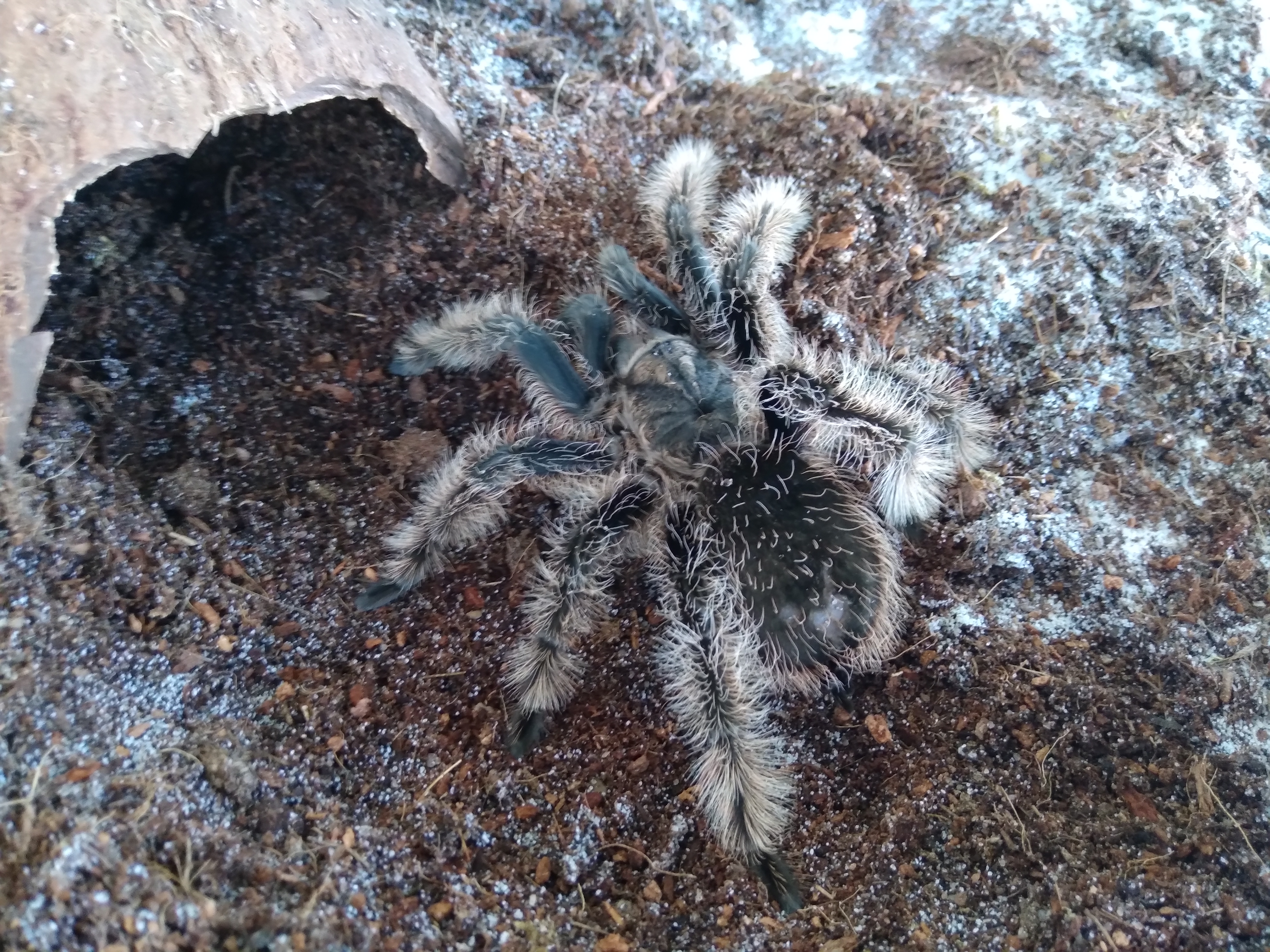Tliltocatl Albopilosum SubAdult unbestimmt 5cm KL (Kraushaar) - Spinnen - Schotten