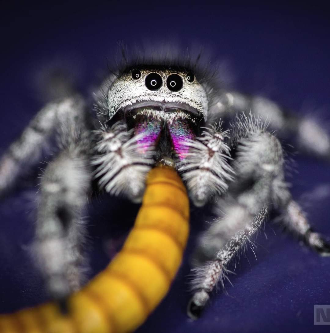 Springspinnen:  Phidippus regius nordflorida  FH2-7 - Spinnen - Vaihingen an der Enz