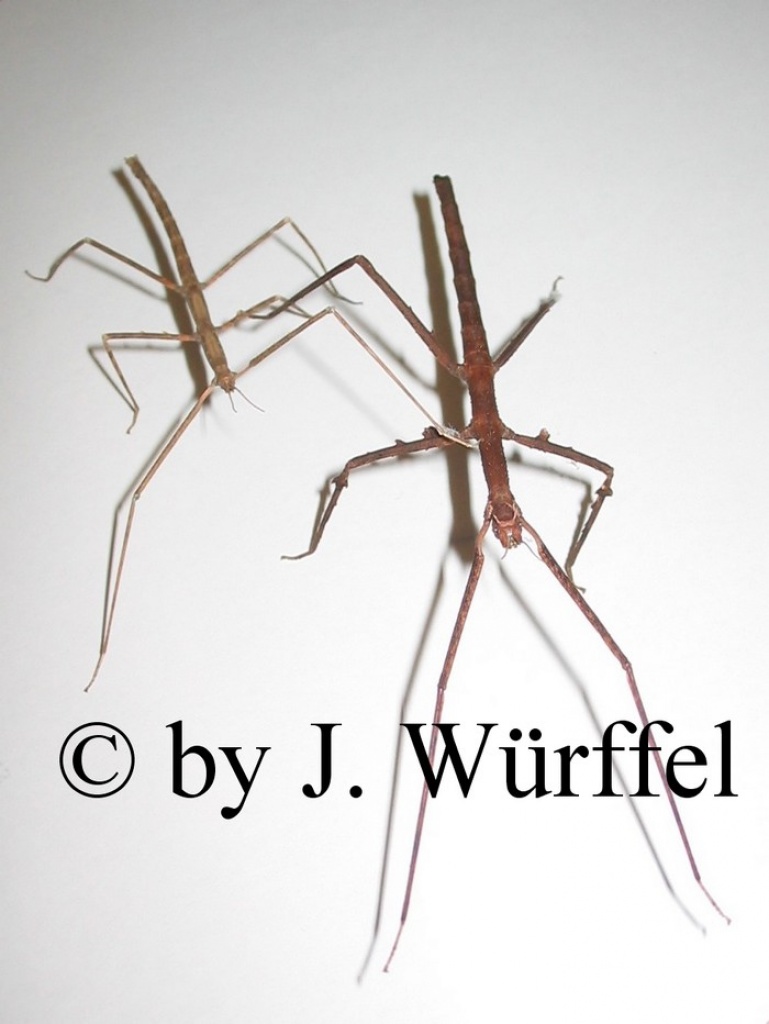 Stabheuschrecken Medauriodea extradenta Carausius morosus und Ramulus artemis - Heuschrecken - Niedernwöhren