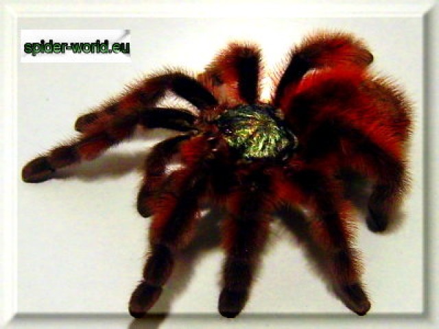 Spider-world - Spinnen - wolfsburg