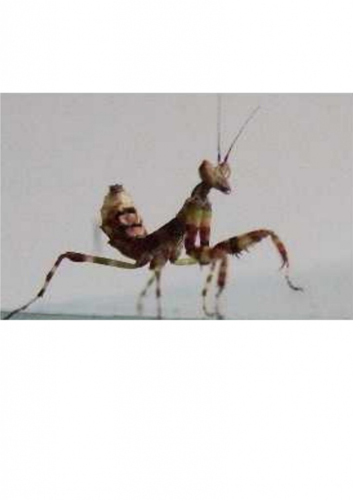 Creobroter pictipennis Blütenmantiden - Gottesanbeterinnen - Bornheimer Str. 101