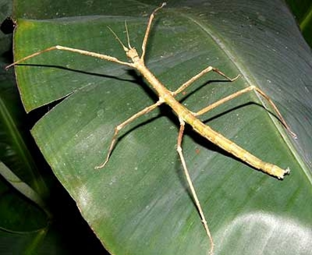 Annam-Stabschrecken (Medauroidea extradentata, Baculum extradentatum, Vietnamesi - Heuschrecken - München