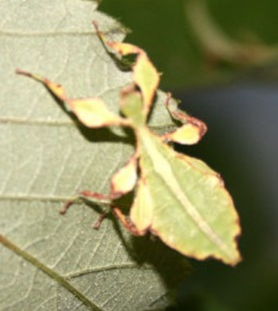 Suche Phyllium siccifolium Weibchen im Tausch gegen Männchen :) - Heuschrecken - Gießen
