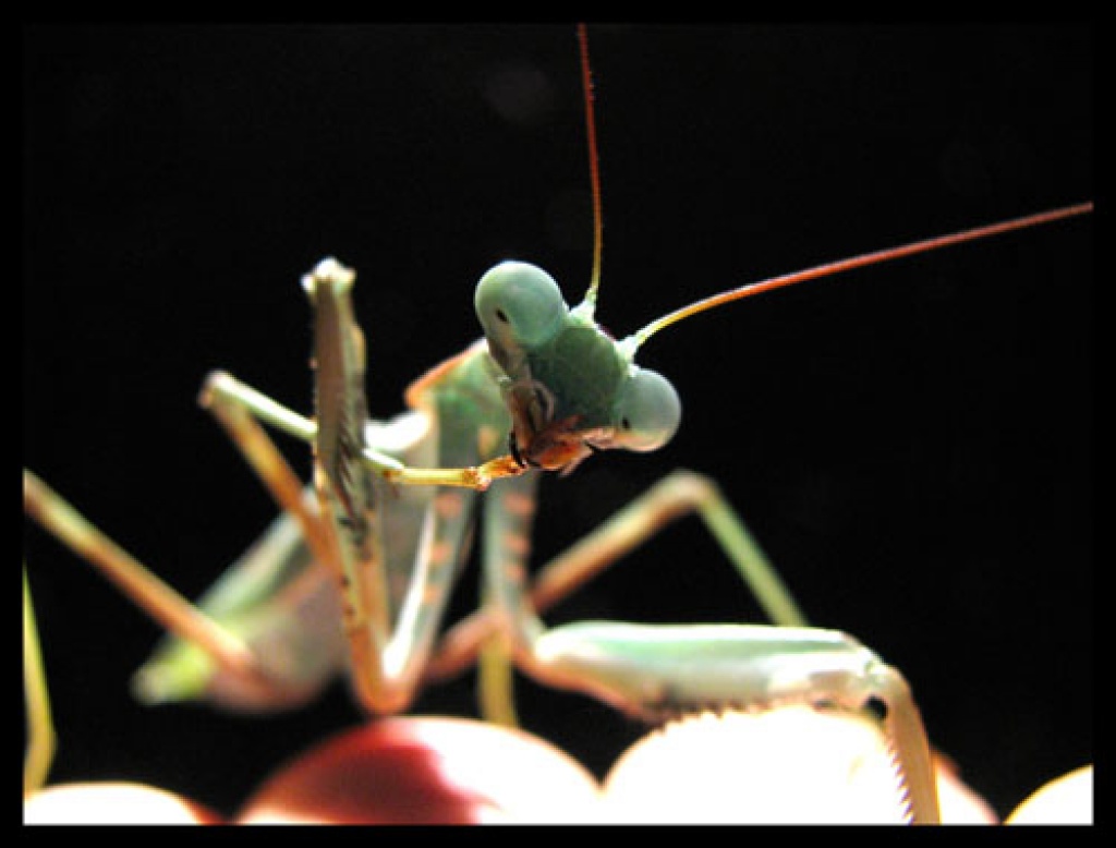 Mantis - Sphodromantis viridis - Gottesanbeterinnen - Leipzig