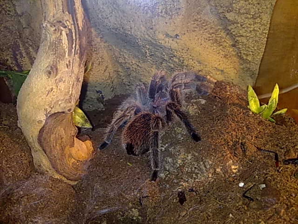 Verkaufe meine Vogelspinnen. G. rosea - Spinnen - Walsrode