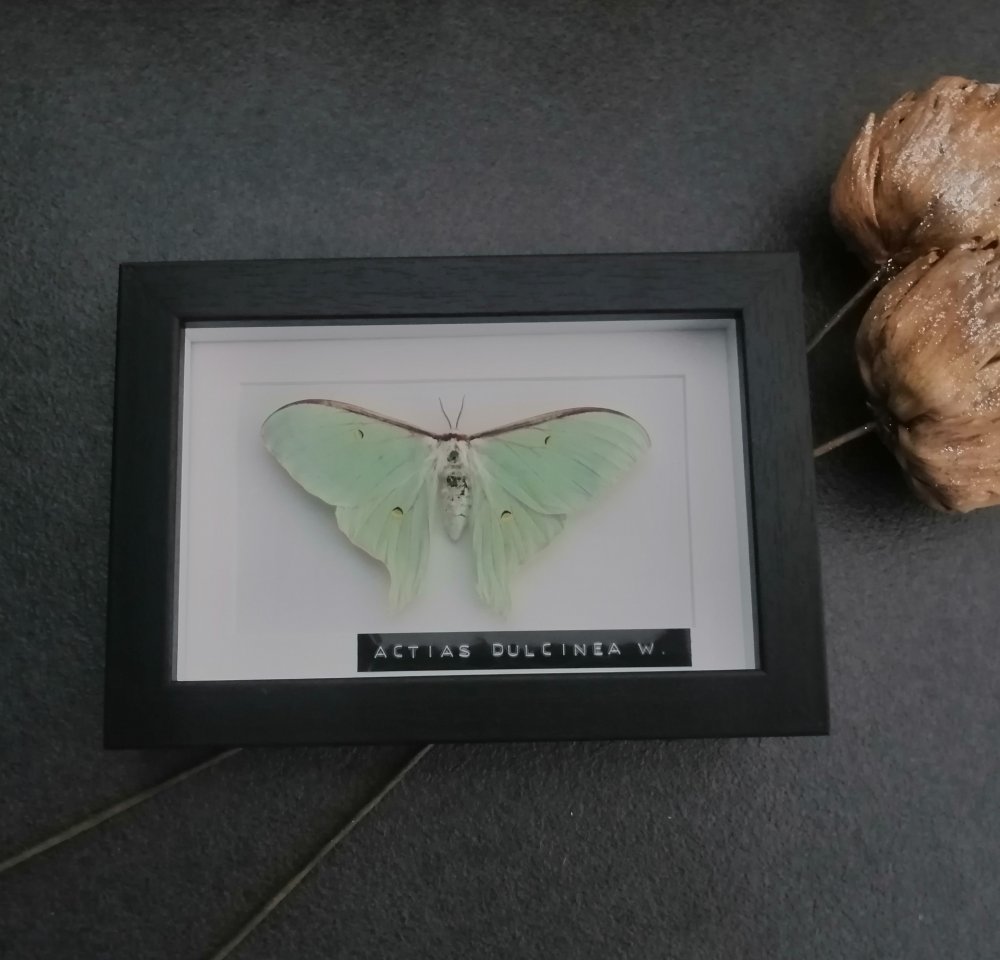 Entomologie Actias Dulcinea - Schmetterlinge - Schleswig