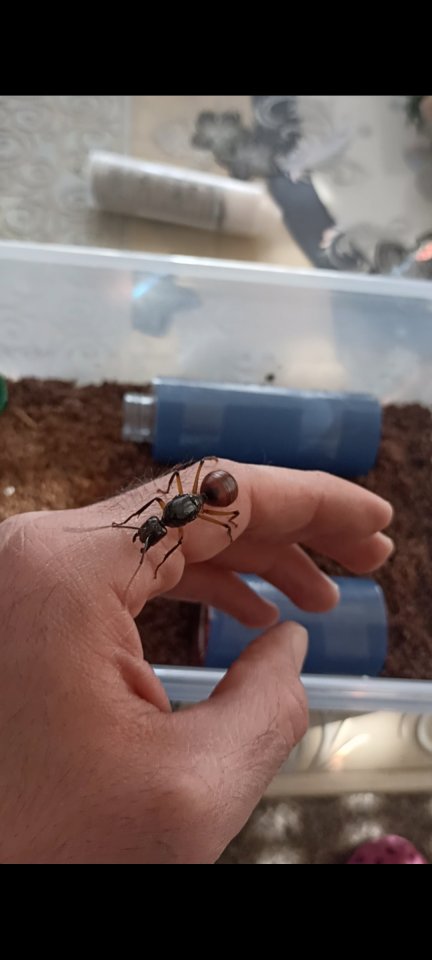 Dinomyrmex gigas Ameisenkönigin - Ameisen - Pohlheim