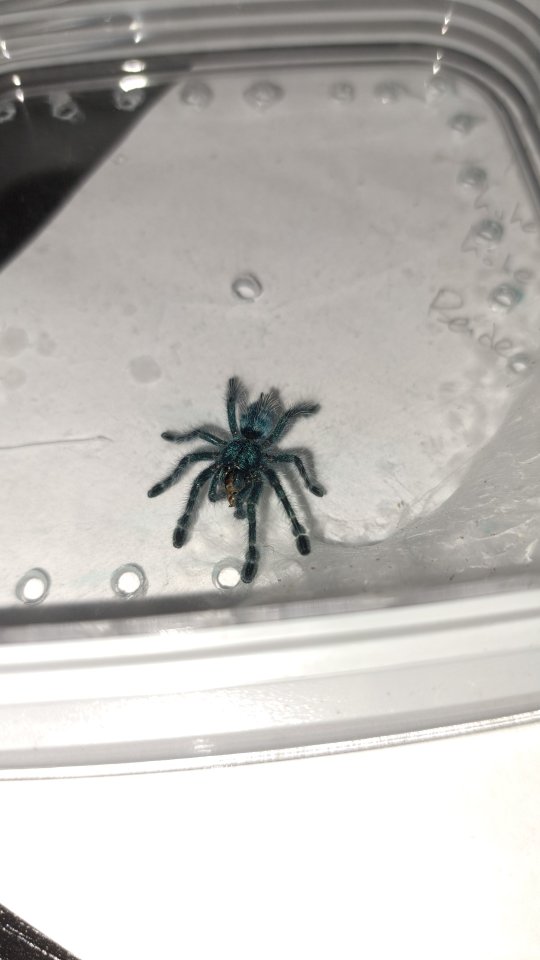Vogelspinne Caribena Versicolor jungtiere. Euskirchen 53879 Nähe Köln - Spinnen - Euskirchen