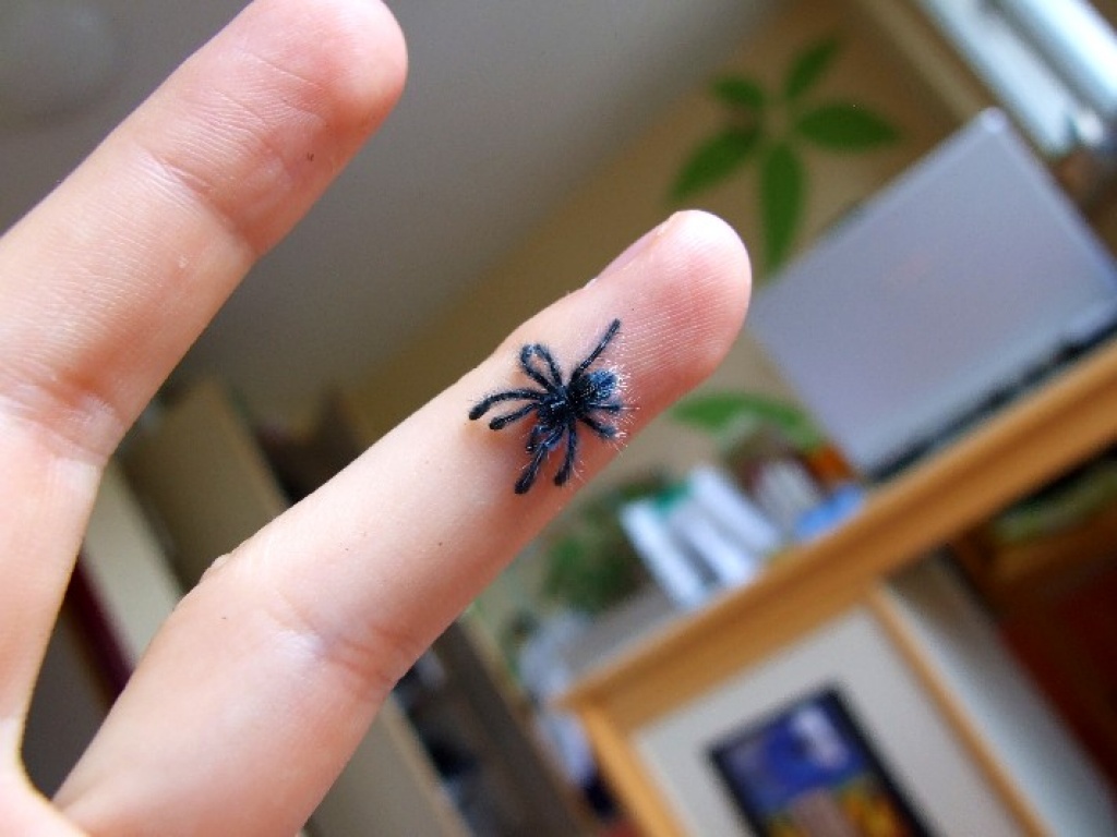 Avicularia versicolor Spiderlinge - Spinnen - Jena
