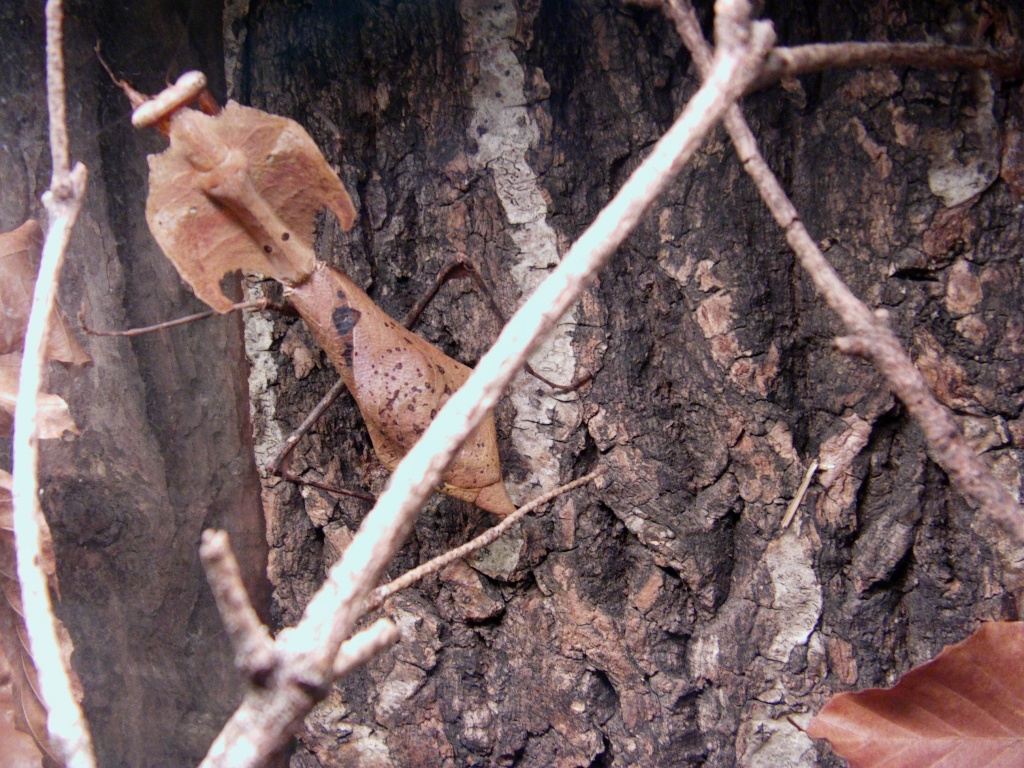Deroplatys desiccata - Gottesanbeterinnen - Wennigsen Deister
