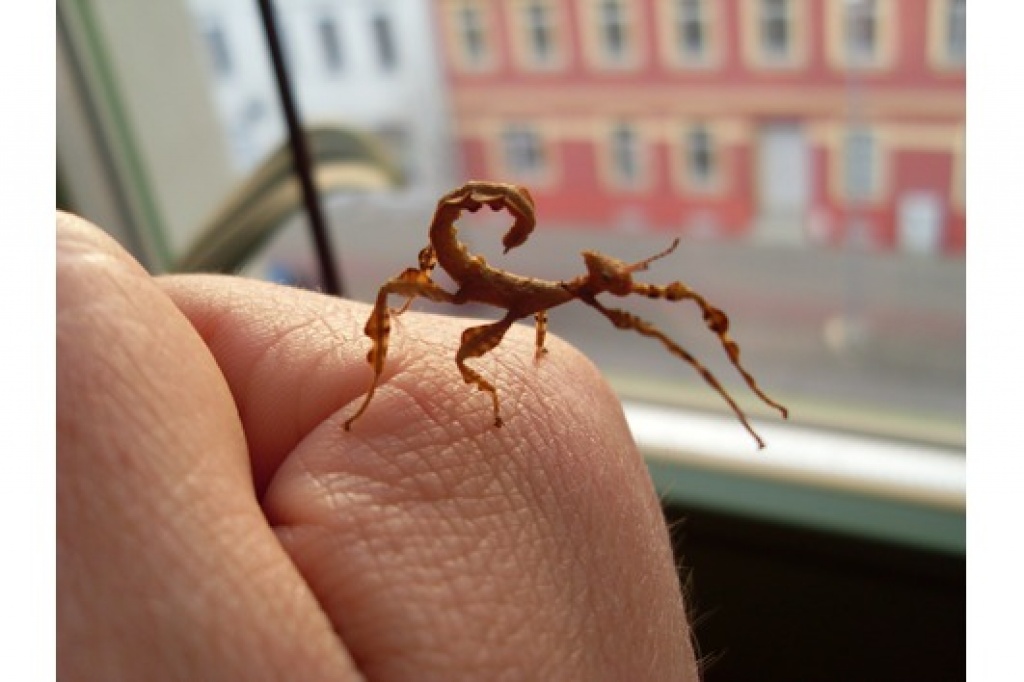Austr. Gespenstheuschrecken, Extatosoma tiaratum - Heuschrecken - Freital