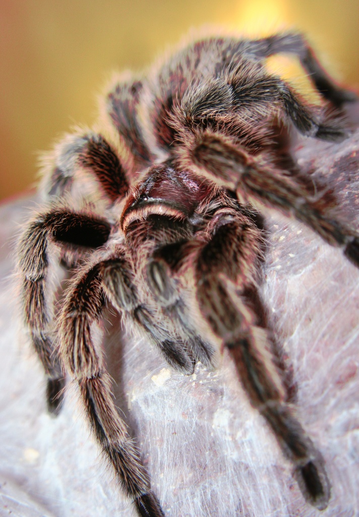 0.1Brachypelma vagans + 0.1 Grammostola rosea incl. Terrarien - Spinnen - Frankfurt am Main