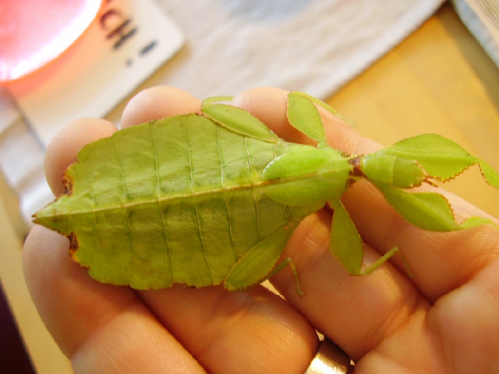 1.1 Phyllium sp. Philippinen - Heuschrecken - Hamburg