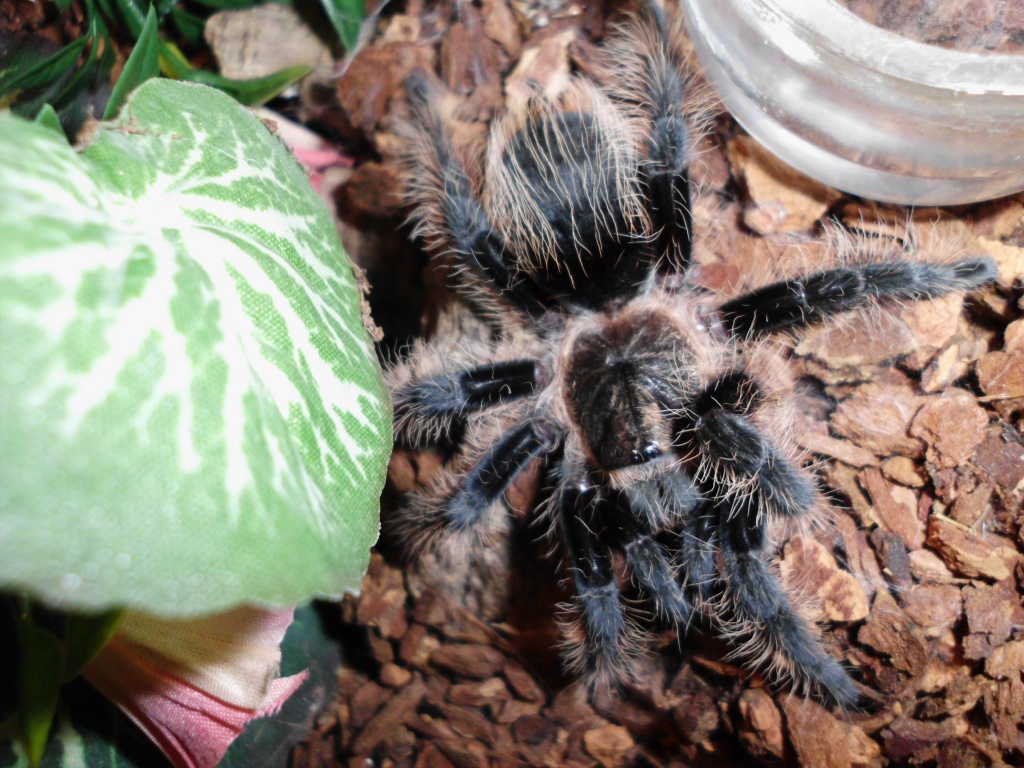 Brachypelma albopilosum, Jungtier - Spinnen - Alkersleben