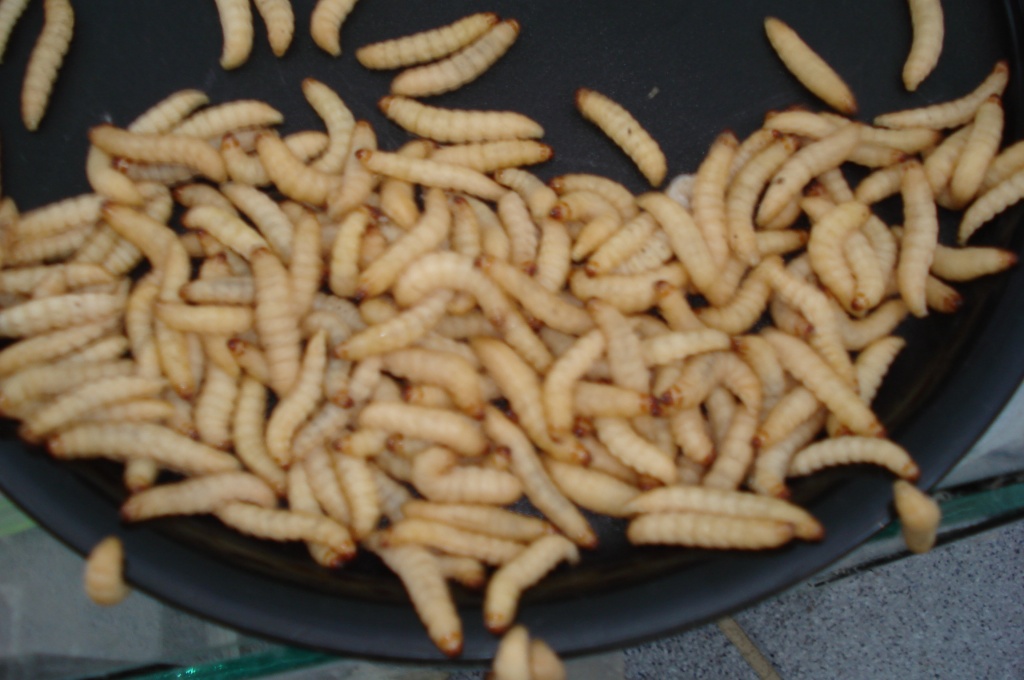Wachsraupen,Wachsmaden,Honigmaden(Bienenmaden) - Raupen - Tostedt