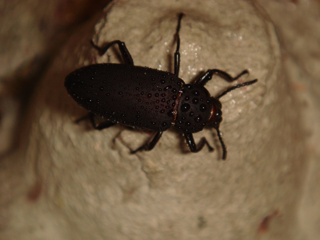 10 Schwarzkäfer (Zophobas) aus Biozucht abzugeben. - Kaefer - Düsseldorf